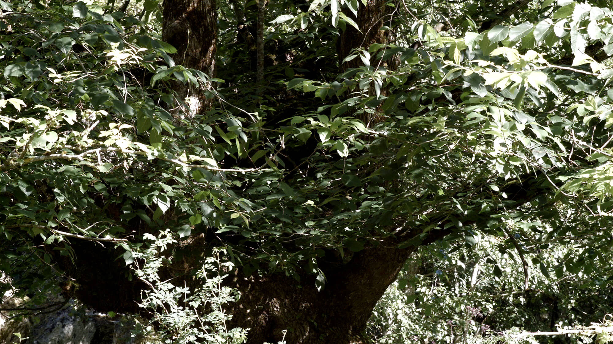 A tree with green leaves